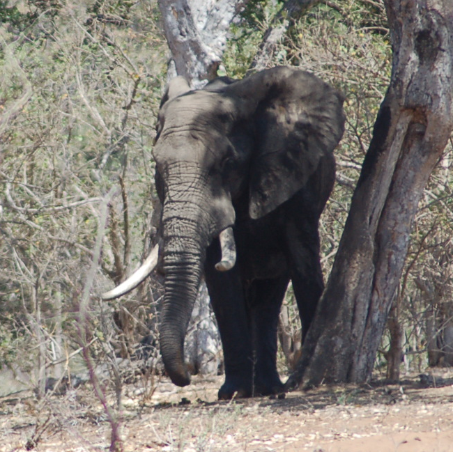 A savannah elephant in Kruger National Park, South Africa, in October 2016.