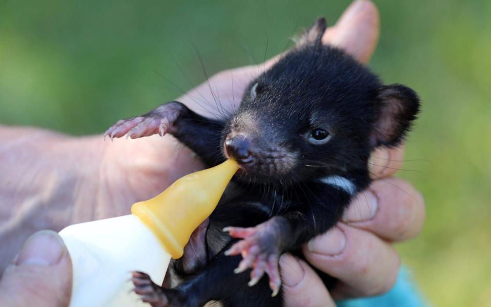 An Aussie Ark member feeding a Tasmanian devil joey in mainland Australia - AFP