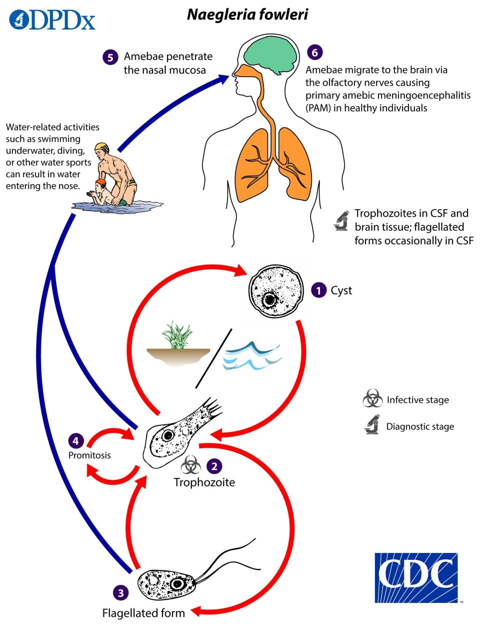 Life cycle of Naegleria fowleri, the brain-eating amoeba.