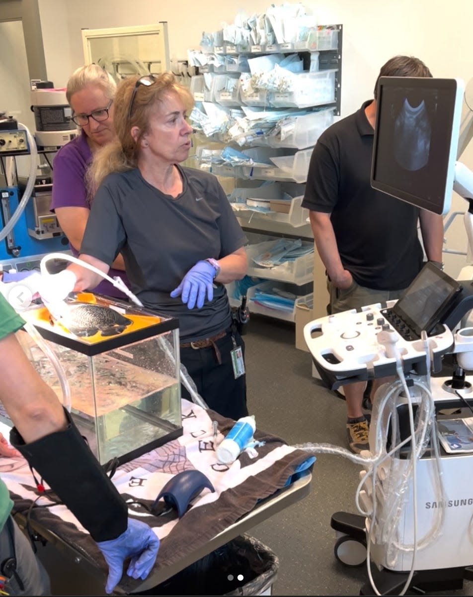 veterinarians analyzing fish in hospital