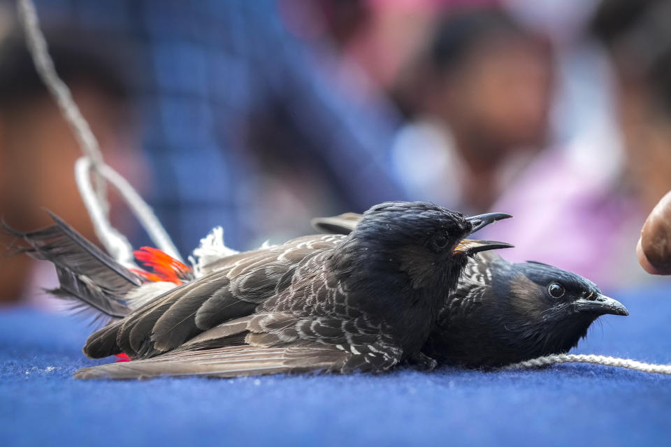 Two bulbul birds fight during the Magh Bihu harvest festival in Hajo, on the outskirts of Guwhati, India, Jan. 15, 2024. Traditional bird and buffalo fights resumed in India’s remote northeast after the supreme court ended a nine-year ban, despite opposition from wildlife activists. (AP Photo/Anupam Nath)