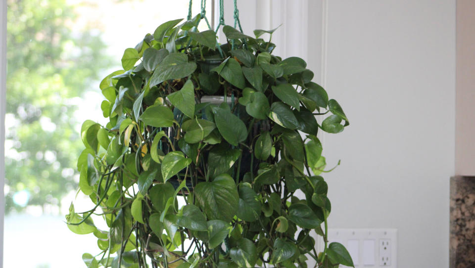 A hanging basket full of flowers