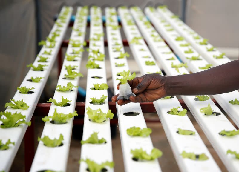 A worker places plants inside a hydroponic garden in Harare