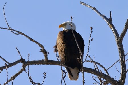 FILE PHOTO: An American Bald Eagle perches on a branch above the Hudson River at Kingston Point in Kingston