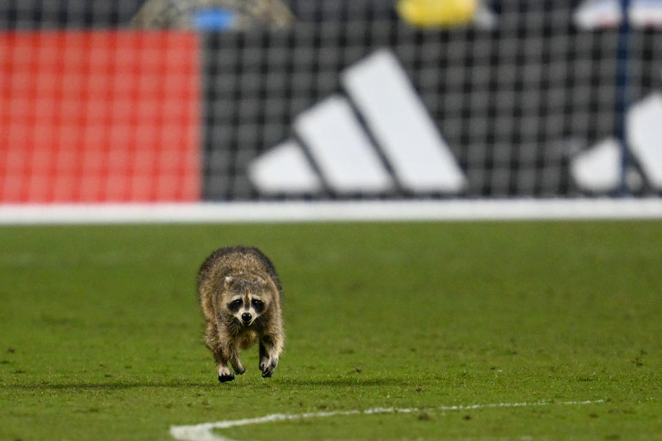CHESTER, PA - MAY 15: A raccoon invades the pitch during the game between New York City FC and the Philadelphia Union on May 15, 2024 at Subaru Park in Chester PA. (Photo by Terence Lewis/Icon Sportswire via Getty Images)