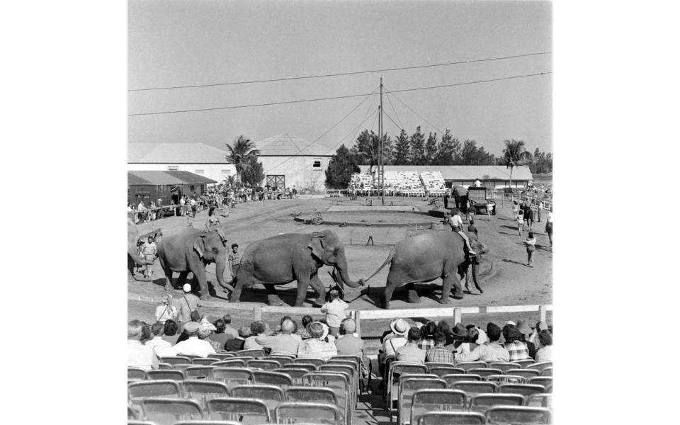 <p>Animal rights activists have lobbied against the Ringling Bros. elephant act for decades, citing animal cruelty, including the use of bull-hooks.</p>