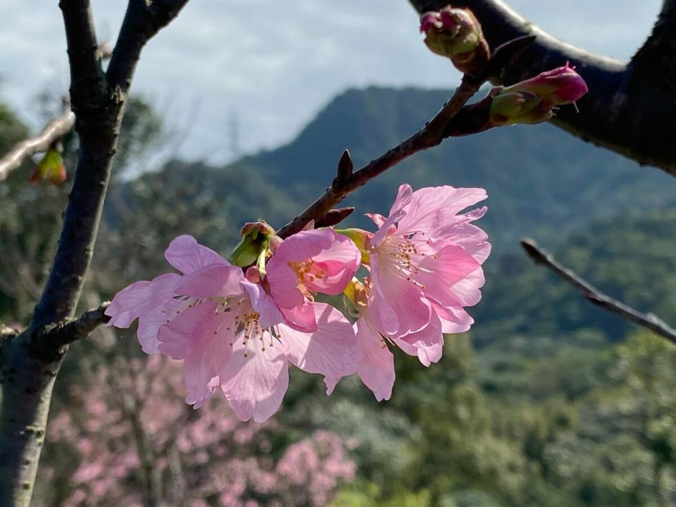 北市指南風景區的逾500株櫻花，於2月下旬至3月上旬期間盛開。   圖：台北市政府工務局大地工程處／提供