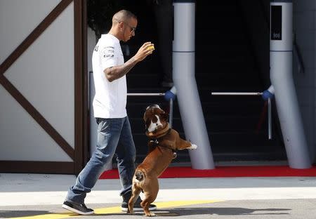 Mercedes Formula One driver Lewis Hamilton of Britain plays with his pet dog Roscoe in the paddock Formula One racetrack in Monza September 5, 2013. REUTERS/Stefano Rellandini