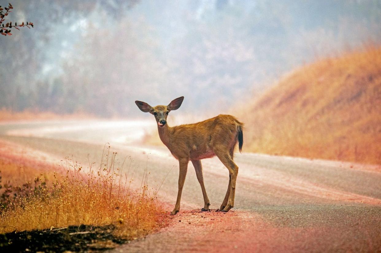 <span class="caption">Deer cross roads whenever they wish, but some time periods are higher risk than others.</span> <span class="attribution"><a class="link " href="https://www.gettyimages.com/detail/news-photo/deer-stands-on-a-road-painted-with-fire-retardant-during-news-photo/1006863216" rel="nofollow noopener" target="_blank" data-ylk="slk:Josh Edelson/AFP via Getty Images;elm:context_link;itc:0;sec:content-canvas">Josh Edelson/AFP via Getty Images</a></span>