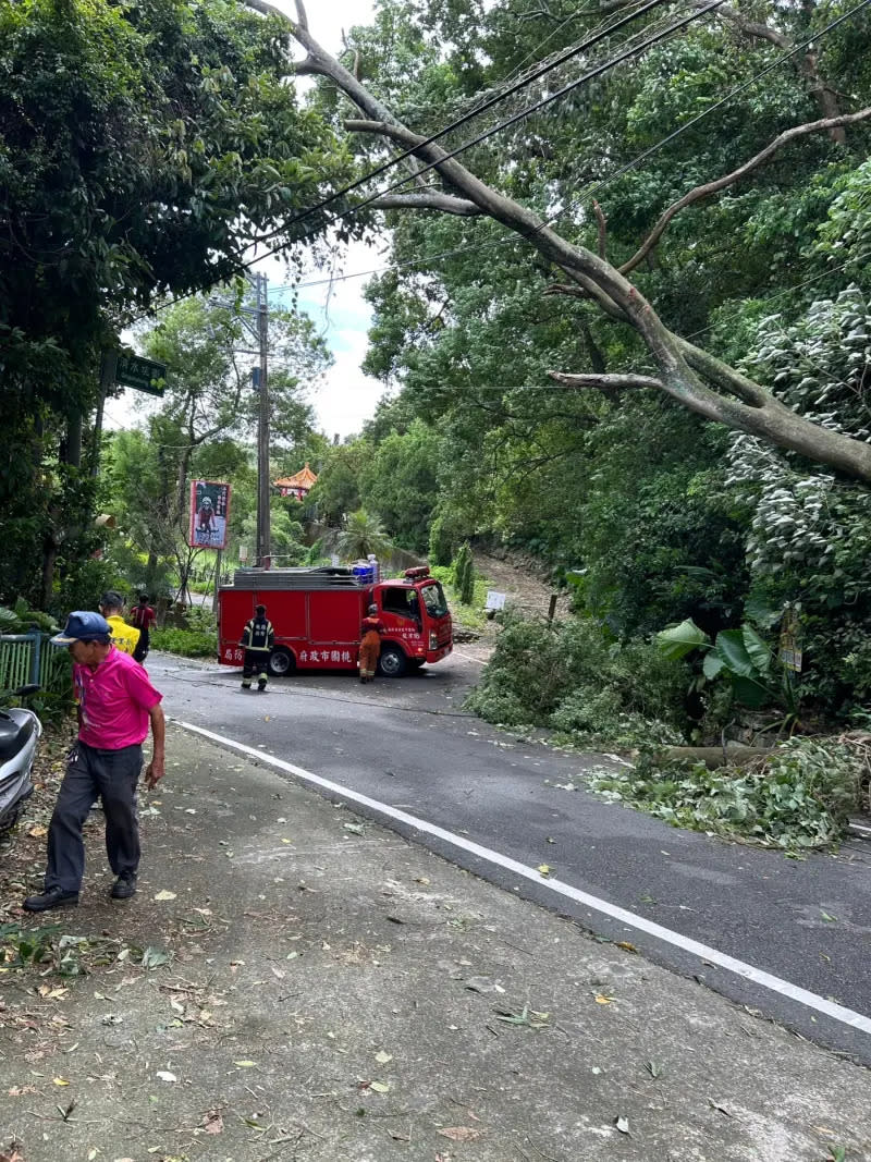 ▲龍潭區美國路路樹傾倒，壓傷騎士，市議員徐玉樹呼籲割草及路樹維護業務回歸里長。（圖／市議員徐玉樹服務處提供）