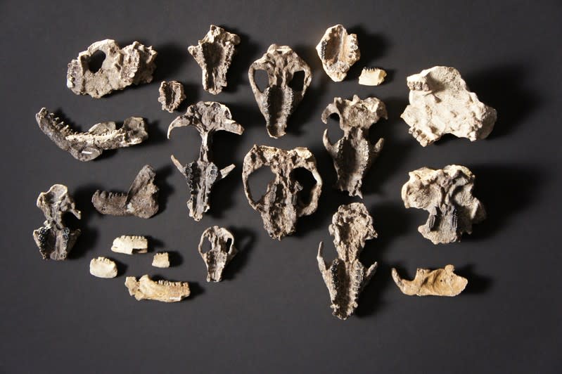 Fossilized mammal skull fossils and lower jaw retrieved from the Corral Bluffs site