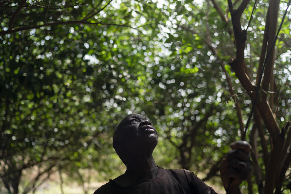 Ibrahima Fall looks up as he collects limes from his orchard in the village of Ndiawagne Fall in Kebemer, Senegal, Friday, Nov. 5, 2021. The citrus crop provides a haven from the heat and sand that surround it. Outside the low village walls, winds whip sand into the air, inviting desertification, a process that wrings the life out of fertile soil and changes it into desert, often because of drought or deforestation. (AP Photo/Leo Correa)