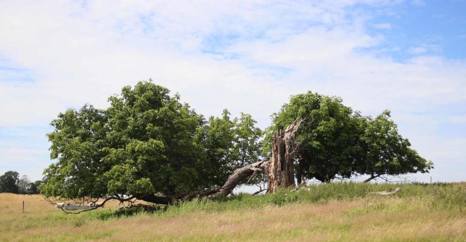 Layering Horse Chestnut, Kedleston, Derbyshire (Helen Leaf, Woodland Trust/PA)