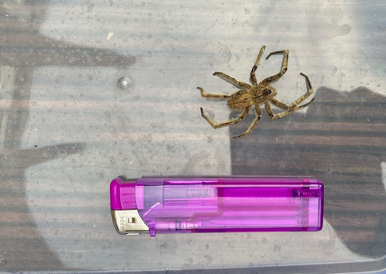 Size comparison with the spider and a lighter. (SWNS)