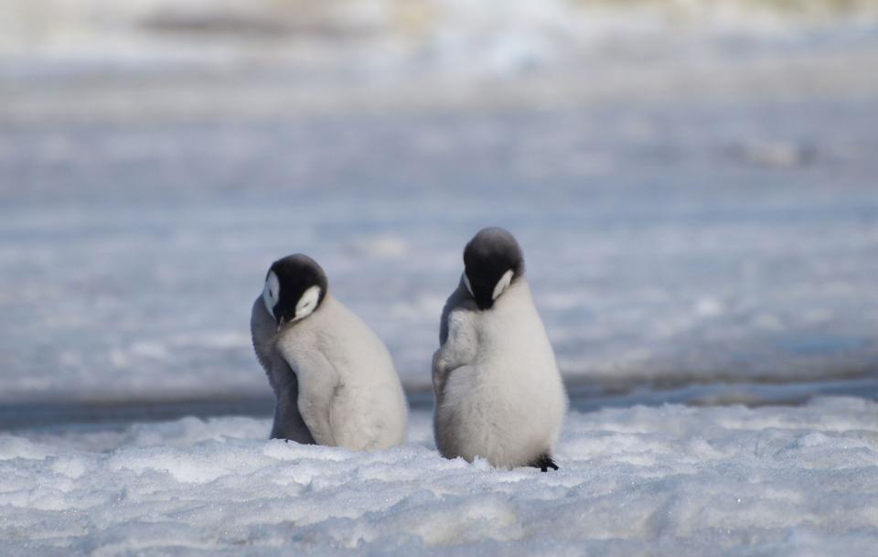 Two young emperor penguin chicks in Antarctica. Over 90% of emperor penguin colonies will be quasi-extinct by the end of the century, a new study suggests.