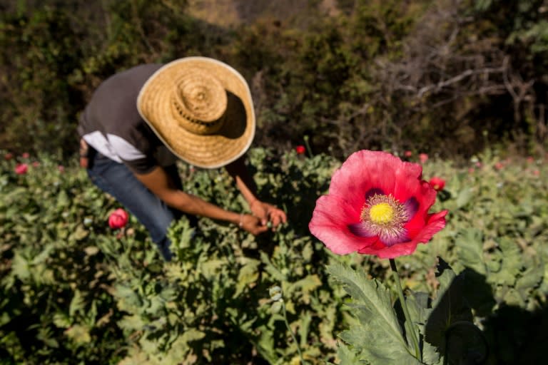 Jorge's field produces around two to three kilograms of the brownish gum every three months