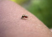 <body> <p>If trails of ants find their way into your house each spring, mix up this quick and easy <a rel="nofollow noopener" href=" http://www.bobvila.com/slideshow/pests-be-gone-10-natural-ways-to-make-your-home-critter-free-44356?bv=yahoo" target="_blank" data-ylk="slk:bug repellant;elm:context_link;itc:0;sec:content-canvas" class="link ">bug repellant</a> to keep them at bay. Fill a small spray bottle with half a cup of witch hazel. Add 20–40 drops of peppermint oil and shake it to mix. Spray the solution on window sills, baseboards, or wherever you see ants entering your abode.</p> <p><strong>Related: <a rel="nofollow noopener" href=" http://www.bobvila.com/slideshow/a-dozen-10-minute-diys-for-a-pest-free-home-49212?bv=yahoo" target="_blank" data-ylk="slk:A Dozen 10-Minute DIYs for a Pest-Free Home;elm:context_link;itc:0;sec:content-canvas" class="link ">A Dozen 10-Minute DIYs for a Pest-Free Home</a> </strong> </p> </body>