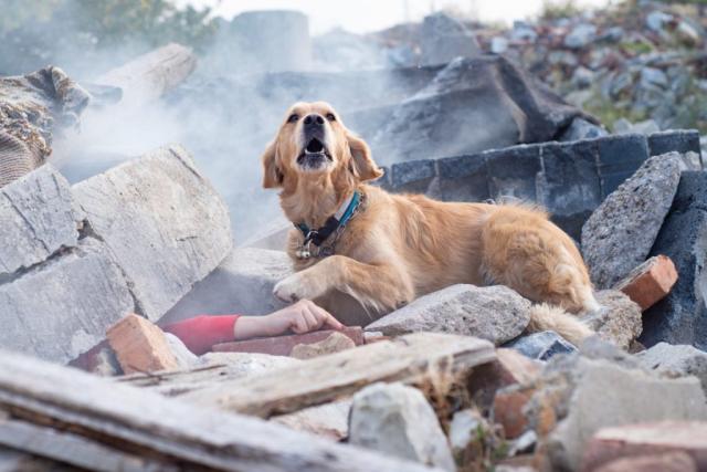 Rock Star Pets Hawaii