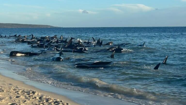 Se trata de al menos cuatro manadas de ballenas piloto o también conocidas como calderones, varadas en un área de 500 metros