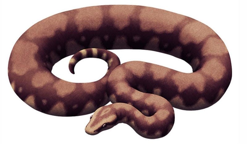 An illustration of a madtsoiid snake. - Illustration: S. Bajpai, modified from nixillustration.com