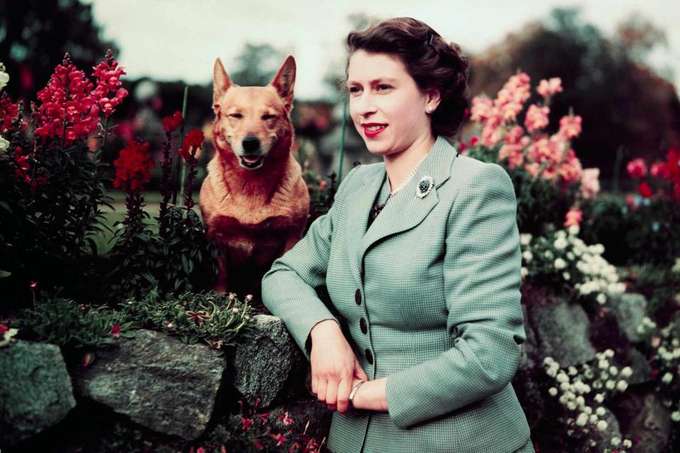 UPI/Getty Queen Elizabeth and one of her corgis in 1952