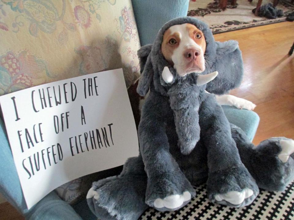 This Feb. 9, 2013 provided by Jeremy Lakaszcyck, shows Maymo a lemon beagle posing for a shame illustration in Merrimack Valley, Mass. In late 2011, Jeremy Lakaszcyck of Boston started putting shaming videos of Maymo, on YouTube but behaviorists insist dogs lack shame. The guilty look, head cowered, ears back, eyes droopy is a reaction to the tantrum you are throwing now over the damage they did hours earlier. But scientific findings haven't put a dent in the popularity of online dog shaming sites like dogshaming.com and shameyourpet.com or videos like those posted on youtube. (AP Photo/Jeremy Lakaszcyck)