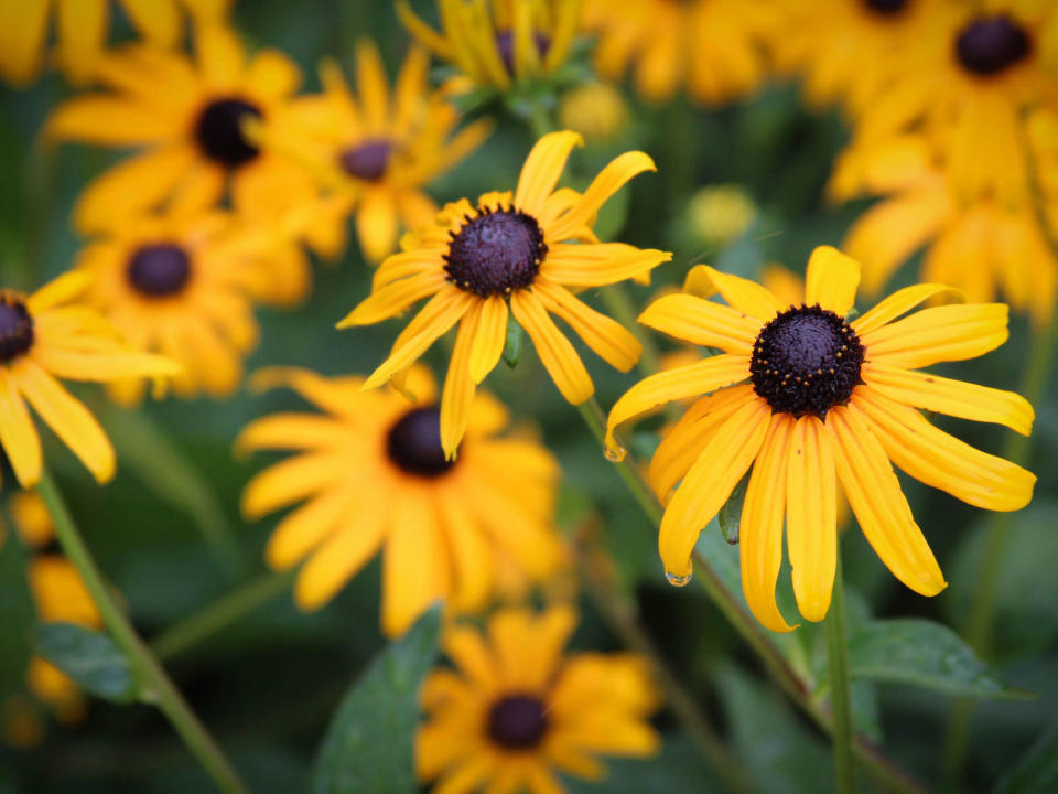 Black eyed Susan flowers