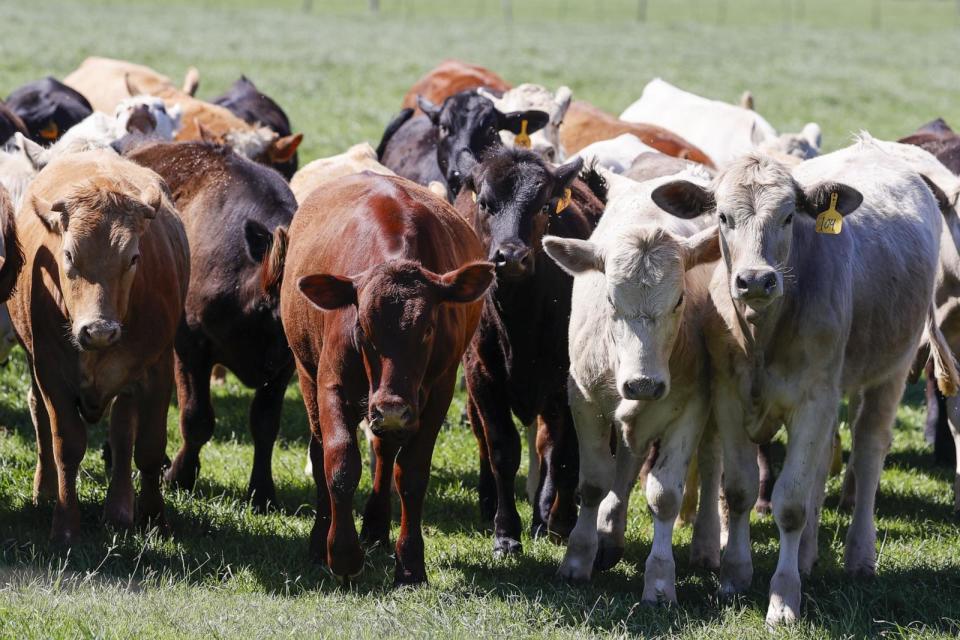 PHOTO: Cows huddle together at a cattle farm in Austin, Texas, April 2, 2024 (Adam Davis/EPA/Shutterstock)