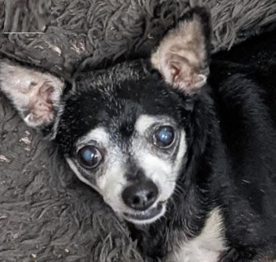 Name: Rock

Gender: Male

Age: 12 years old

Weight: 18 pounds

Species: Dog

Breed: Short Coat Chihuahua – Black/White        

Orphaned Since: September 2021

Adoption Fee: $100

 

Let's ROCK and roll! I'm Rock, and I'm here to steal the show AND your heart. I spent all of my younger years in a loving home, but when my owner came into some bad health and could no longer care for me, I found myself at SPCA Florida. The shelter is no place for a senior guy like me, so I'm really hoping to snuggle up in your home instead. I'm a lazy couch potato who loves food, is house trained and gets along well with other dogs. I hope you'll consider giving an oldie like me somewhere sweet and warm to spend my senior years. Just visit www.spcaflorida.org/appointment and schedule a time to meet me!