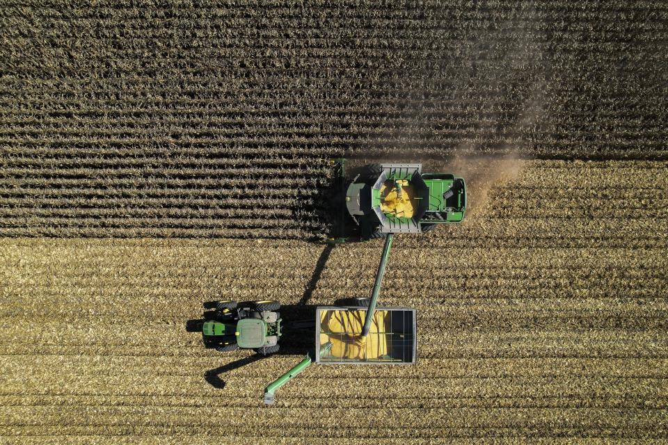 A combine, top, harvests corn while unloading grain into a wagon, bottom, Tuesday, Oct. 10, 2023, at a farm near Allerton, Ill. Cover crops top the list of tasks U.S. farmers are told will build healthy soil, help the environment and fight climate change. Yet after years of incentives and encouragement, Midwest farmers planted cover crops on only about 7% of their land in 2021. (AP Photo/Joshua A. Bickel)