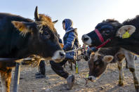 A boy sits next to cows for sale at the Moscow market in Belovodskoye village, about 45 kilometers (28 miles) southwest of Bishkek, Kyrgyzstan, Sunday, Oct. 18, 2020. Kyrgyzstan, one of the poorest countries to emerge from the former Soviet Union, saw its president forced out by protesters earlier this month, but the political turmoil hasn't touched that village nestled in the scenic Ala-Too mountains where life follows centuries-old rites. (AP Photo/Vladimir Voronin)