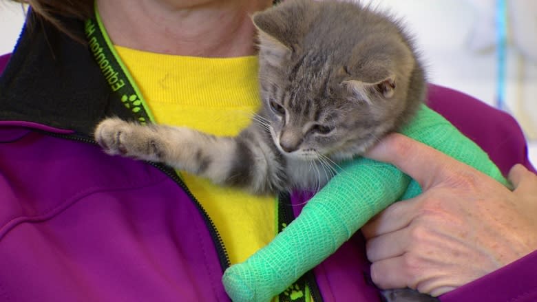 Injured kitten makes surprise visit to Grade 3 students