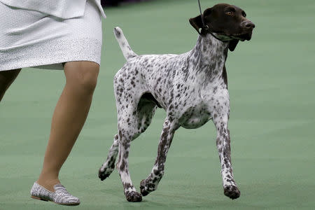 FILE PHOTO: Handler Valerie Nunez Atkinson runs with CJ, a German Shorthaired Pointer from the Sporting Group that won Best in Show, at the Westminster Kennel Club Dog show at Madison Square Garden in New York, U.S., February 16, 2016. REUTERS/Mike Segar/Files