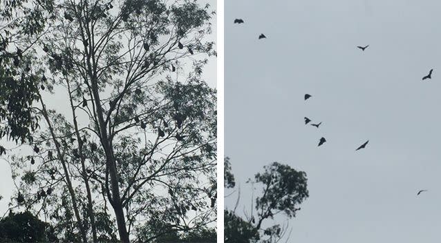 Edwina Cameron said there did not appear to be any official numbers but locals estimated the bats number in their tens of thousands. Photo: Supplied