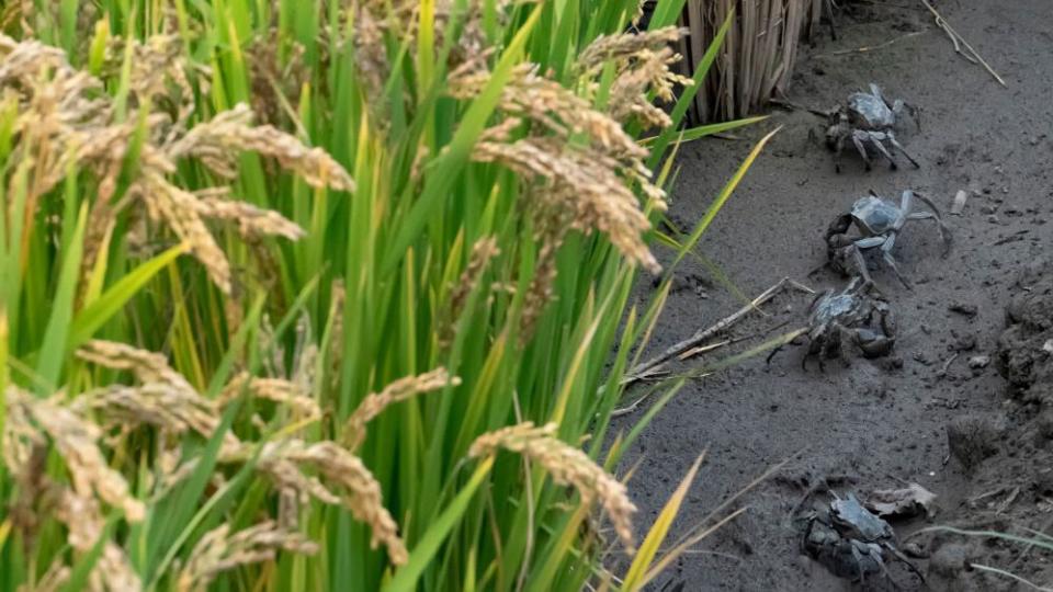 Crabs raised in paddy fields in Lingtou Village, Tangshan City, Hebei Province