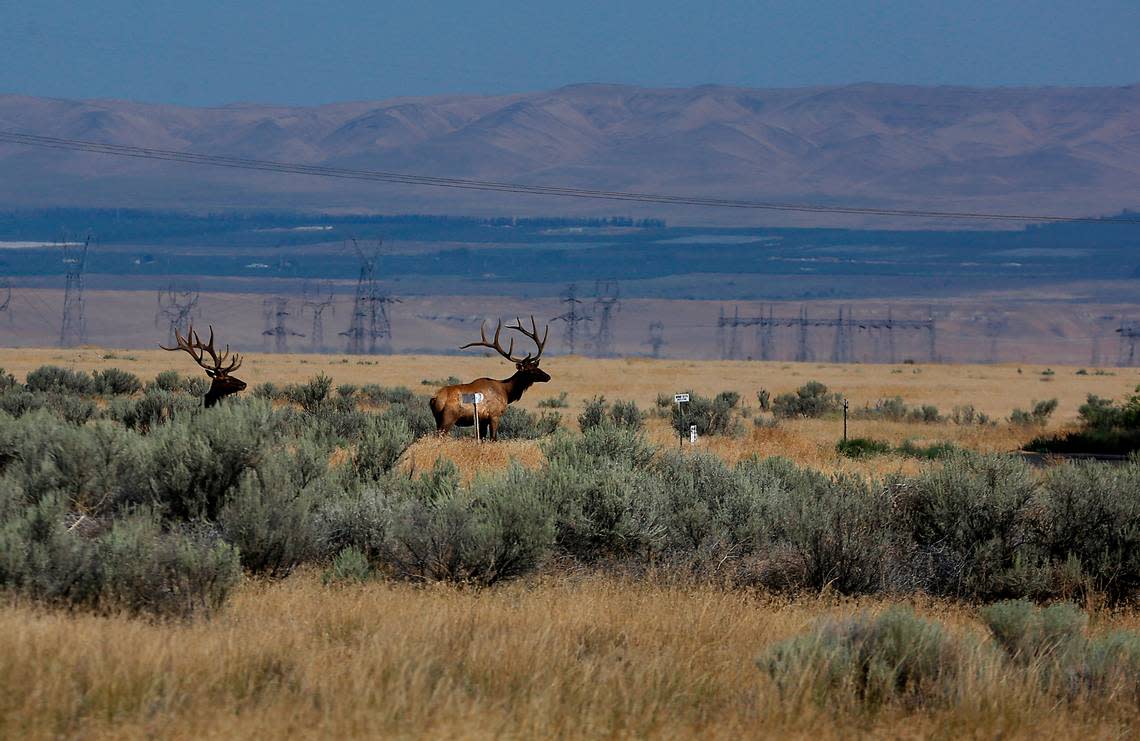 A pair of bull elk on the Hanford Nuclear Site near Richland, WA in August 2022