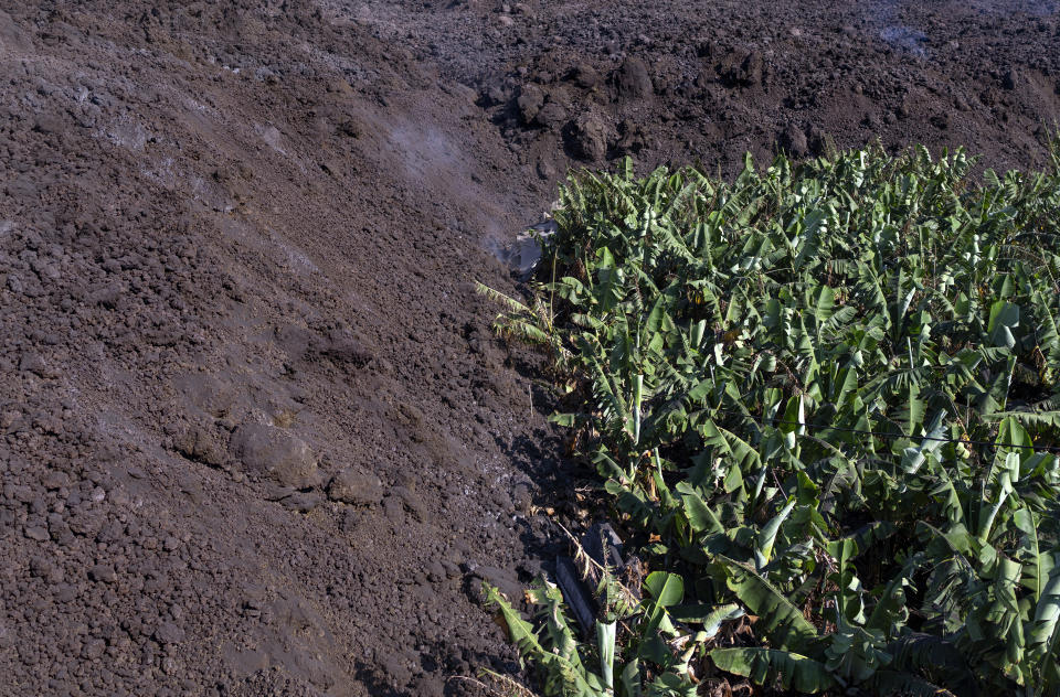 Lava from a volcano advances destroying a banana plantation on the Canary island of La Palma, Spain, Sunday, Oct. 31, 2021. The volcano that has been roaring on Spain's La Palma for over six weeks has destroyed the livelihoods of thousands of farmers and workers who grow and sell the Canary Islands banana. So far, lava flows have covered over 390 acres of land dedicated to the cultivation of the sweet yellow fruit that feeds 30% of the economic motor of the Atlantic island. (AP Photo/Emilio Morenatti)