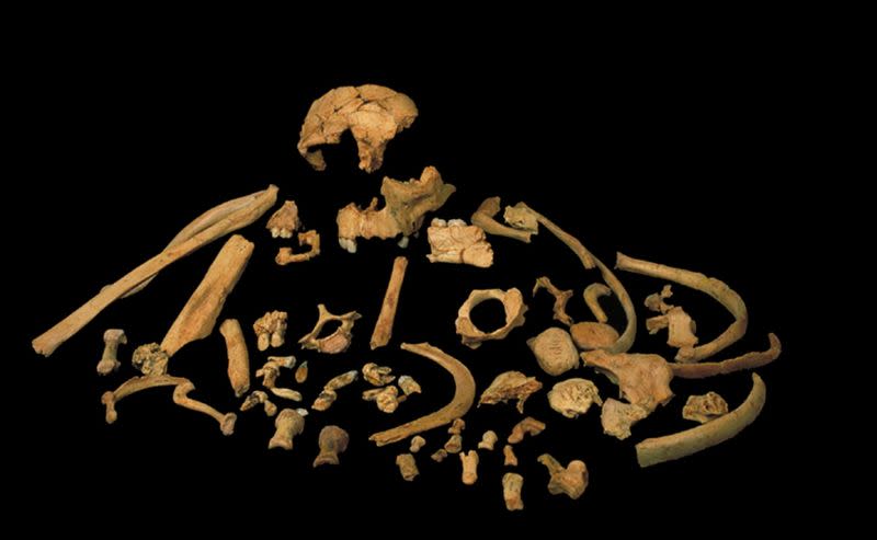 Handout photo of skeletal remains unearthed at the Gran Dolina site in Spain of the extinct human species Homo antecessor