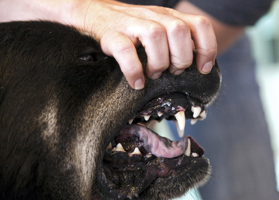 Eleasha Gall, director of behavior and training at spcaLA (Society for the Prevention of Cruelty to Animals Los Angeles), reveals the teeth of Roosevelt, a Rottweiler-Husky mix, as she demonstrates how to avoid dog bites at the spcaLA P.D. Pitchford Companion Animal Village and Education Center in Long Beach, Calif., on Wednesday, May 16, 2012. One of the nation's largest home insurers released its 2011 statistics on dog bite claims Wednesday. A State Farm Insurance spokesman says more than $109 million was paid on about 3,800 dog bite claims nationwide. (AP Photo/Damian Dovarganes)