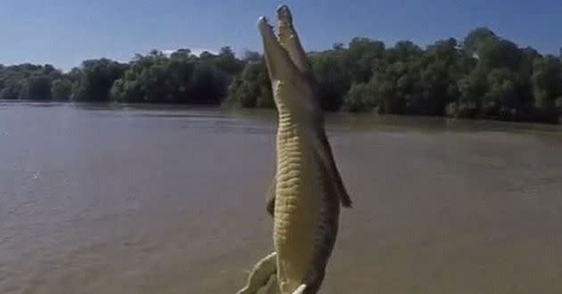 The croc uses it's body to torpedo into the air. Source: Instagram