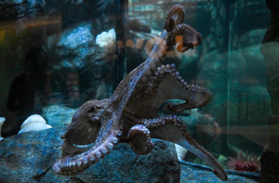 A Giant Pacific Octopus is seen at the new Sobela Ocean Aquarium.