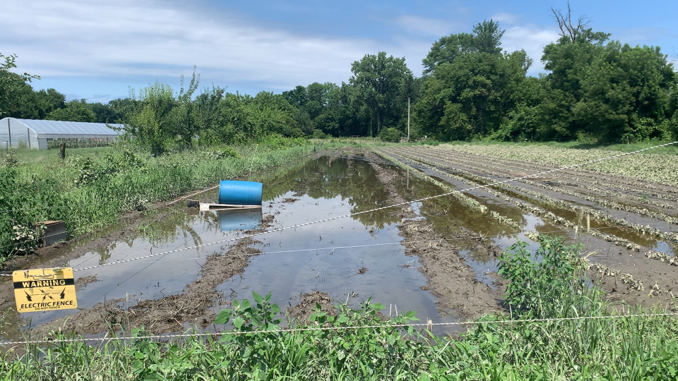 Flooded fields at Burlington's Intervale Center, photographed July 14, 2023.