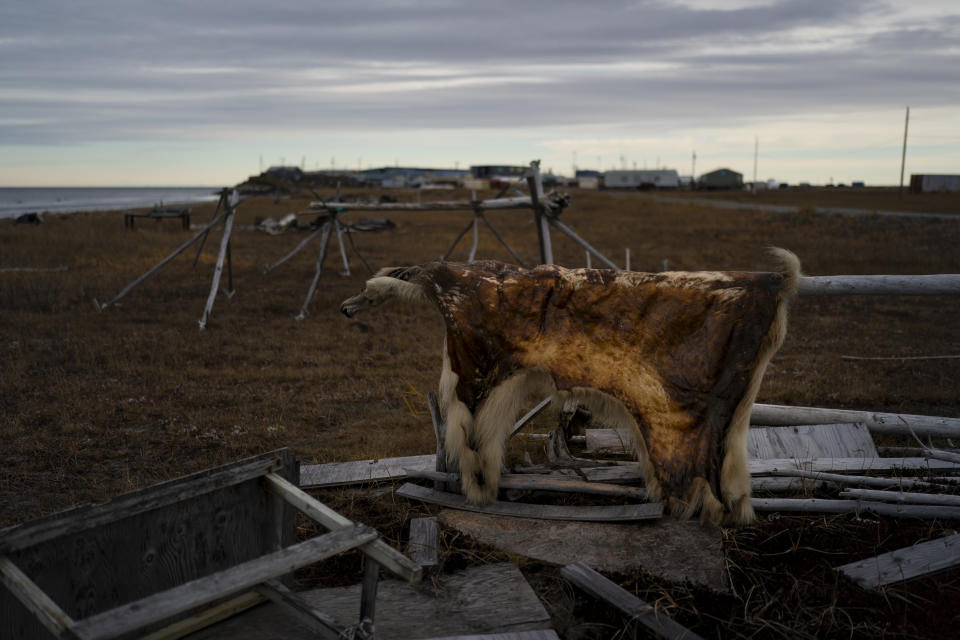 A polar bear's hide hangs on a rack near the village's airstrip in Shishmaref, Alaska, Wednesday, Oct. 5, 2022. (AP Photo/Jae C. Hong)