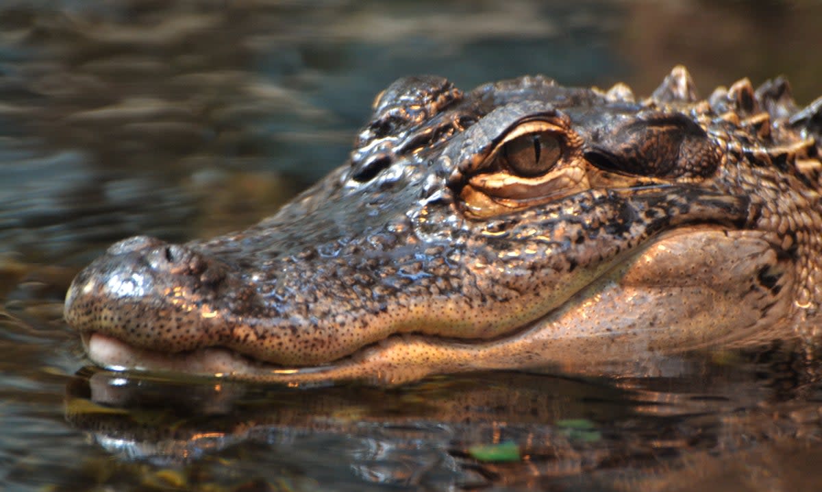 The alligator was shot after the incident (stock photo) (Shutterstock / Michael Fitzsimmons)