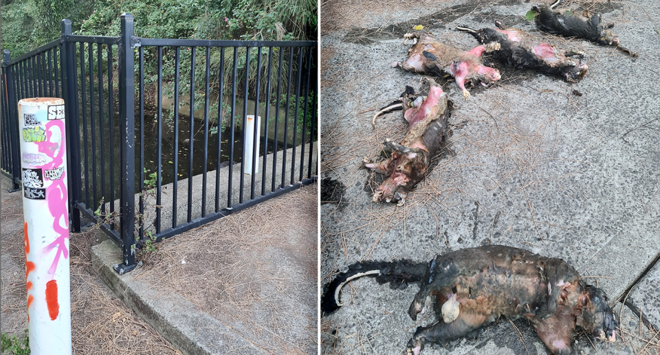 Pictured left is the fenced off waterway at Kurnell, and (right) five dead possums retrieved from the canal. Source: Supplied