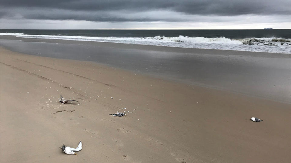 Pictured are a few of the crested terns which were found dead or injured on Bribie Island, Queensland.