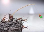 The fantasy world of ants: Photographs by Andrey Pavlov