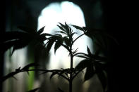 A marijuana plant is seen during a workshop on how to grow an indoor plant, at pro-cannabis Daya Foundation headquarters in Santiago, Chile May 19, 2017. Picture taken May 19, 2017. REUTERS/Ivan Alvarado