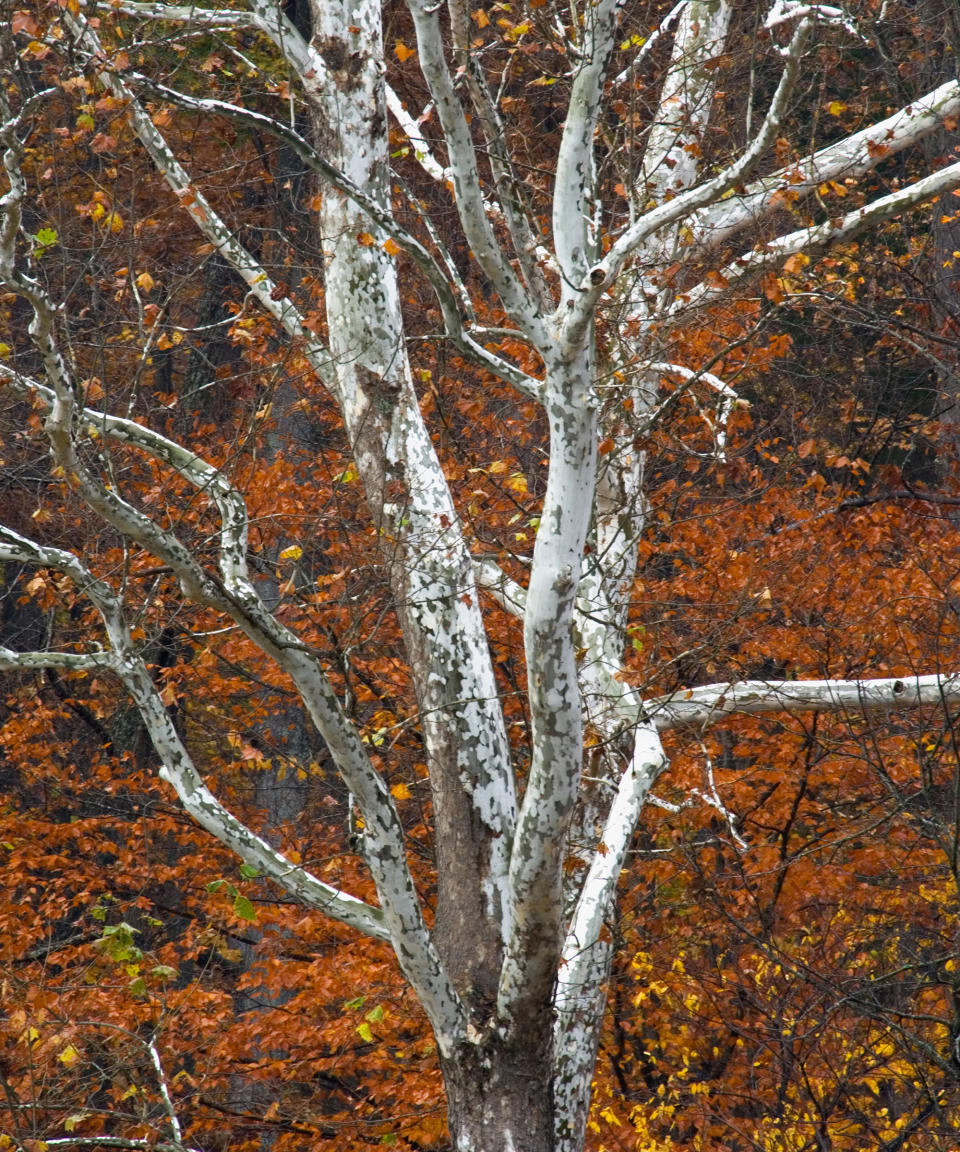 6. American Sycamore (Platanus Occidentalis)