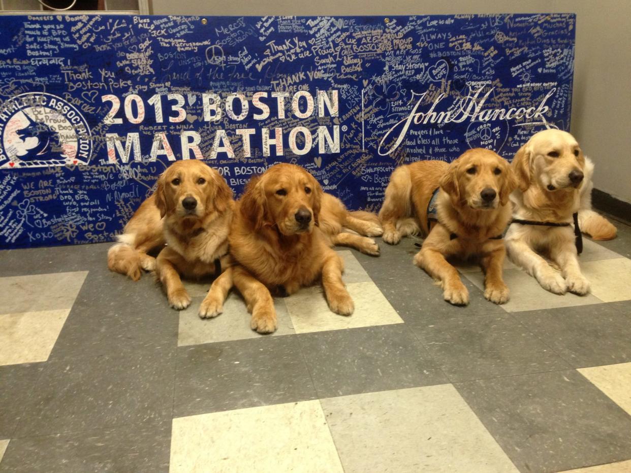 Four LCC comfort dogs lined up in a row in front of a 2013 Boston Marathon banner.